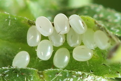 Xanthorhoe biriviata
