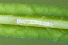 Xanthorhoe biriviata