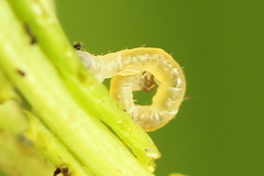 Xanthorhoe biriviata