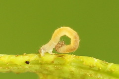 Xanthorhoe biriviata