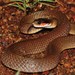 Red-lipped Snake - Photo (c) Joubert Heymans, some rights reserved (CC BY-NC-ND), uploaded by Joubert Heymans