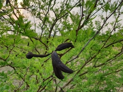 Vachellia farnesiana image