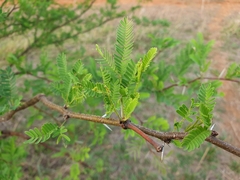 Vachellia farnesiana image