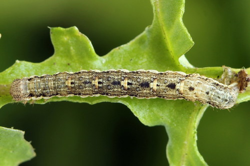 Flame Carpet