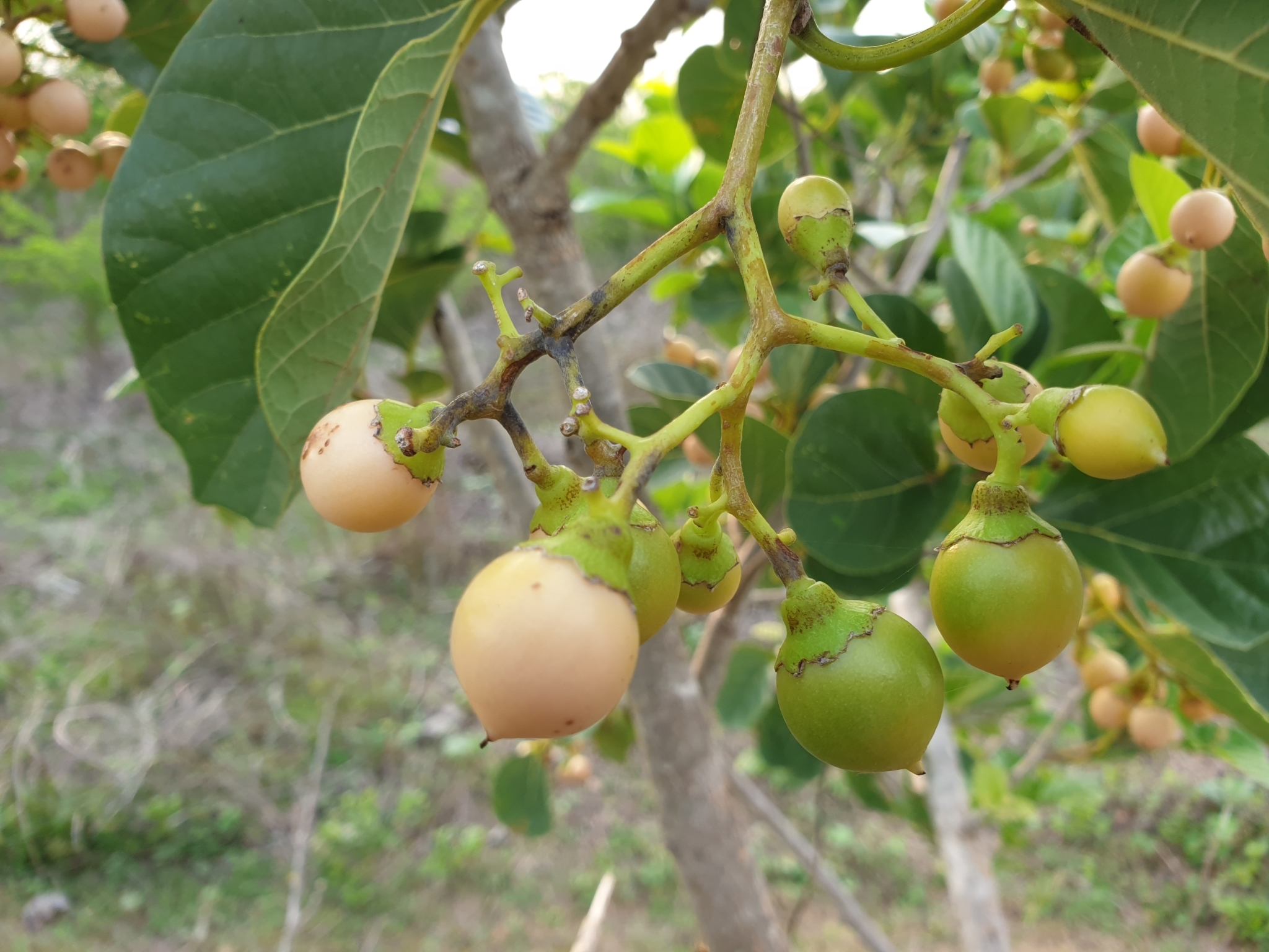 Cordia myxa