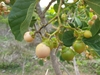 Assyrian Plum - Photo (c) feno, some rights reserved (CC BY-NC), uploaded by feno