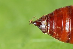 Xanthorhoe designata