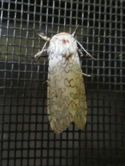 Hypercompe albescens