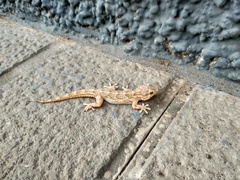 Tarentola angustimentalis