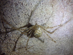 Cryptachaea gigantipes
