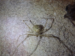 Cryptachaea gigantipes