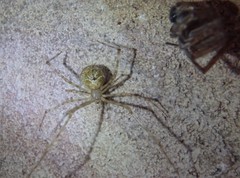 Cryptachaea gigantipes