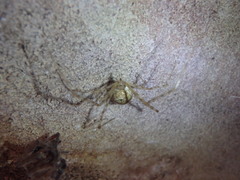 Cryptachaea gigantipes