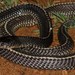African File Snakes - Photo (c) Joubert Heymans, some rights reserved (CC BY-NC-ND), uploaded by Joubert Heymans