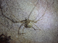Cryptachaea gigantipes