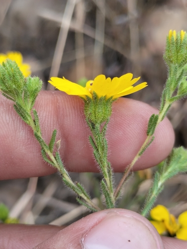 Otay tarplant (Deinandra conjugens)