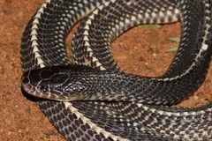 Limaformosa capensis