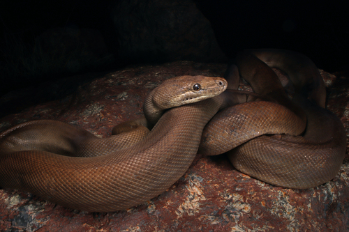 Olive Python