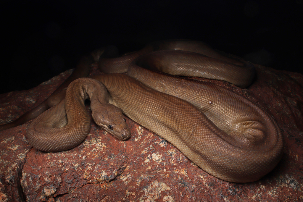 Pilbara Olive Python in April 2023 by Connor Margetts · iNaturalist