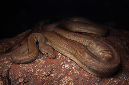 Olive Python