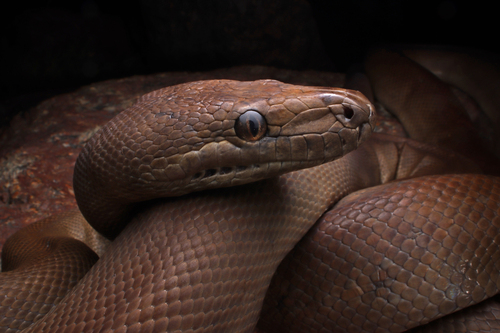 Olive Python