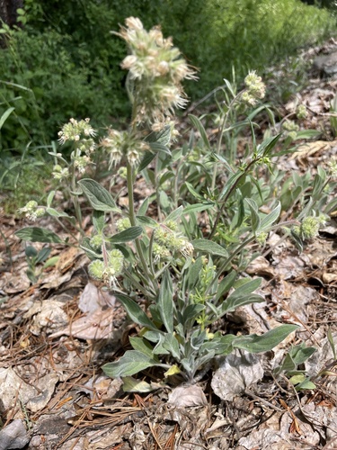 Phacelia hastata