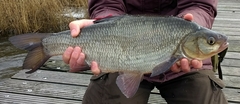 Leuciscus idus