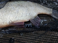 Leuciscus idus