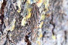 Canephora hirsuta