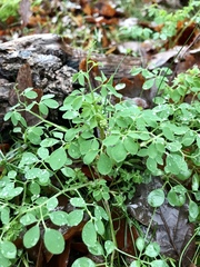 Ceratocapnos claviculata