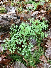 Ceratocapnos claviculata