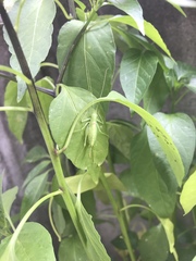 Meconema meridionale