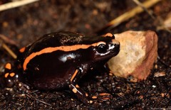 Phrynomantis bifasciatus