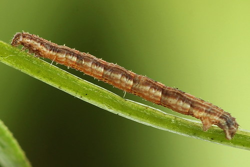Silver-ground Carpet
