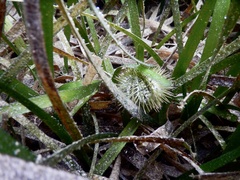 Lytechinus variegatus image