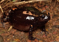 Phrynomantis bifasciatus