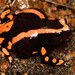 Red-Banded Rubber Frog - Photo (c) Joubert Heymans, some rights reserved (CC BY-NC-ND), uploaded by Joubert Heymans