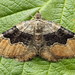 Large Twin-spot Carpet - Photo (c) Andrey Ponomarev, some rights reserved (CC BY-NC), uploaded by Andrey Ponomarev