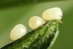 Xanthorhoe quadrifasiata