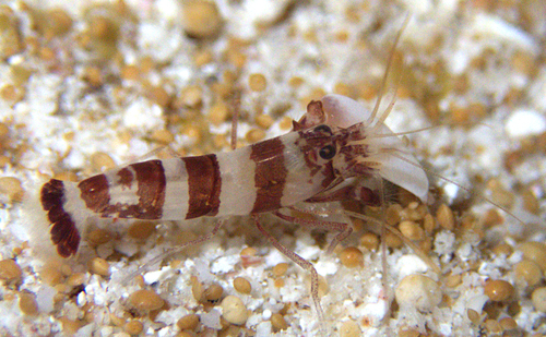 Alpheus pseudopugnax in life