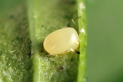 Xanthorhoe quadrifasiata