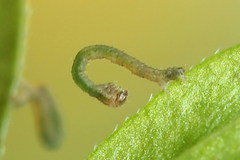 Xanthorhoe quadrifasiata