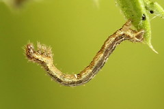 Xanthorhoe quadrifasiata