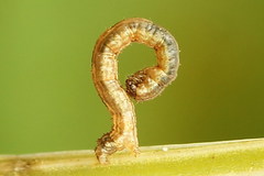 Xanthorhoe quadrifasiata
