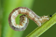 Xanthorhoe quadrifasiata