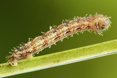 Xanthorhoe quadrifasiata