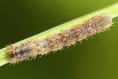 Xanthorhoe quadrifasiata