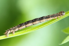 Xanthorhoe quadrifasiata