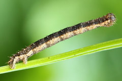 Xanthorhoe quadrifasiata