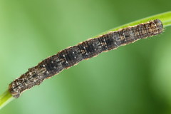 Xanthorhoe quadrifasiata